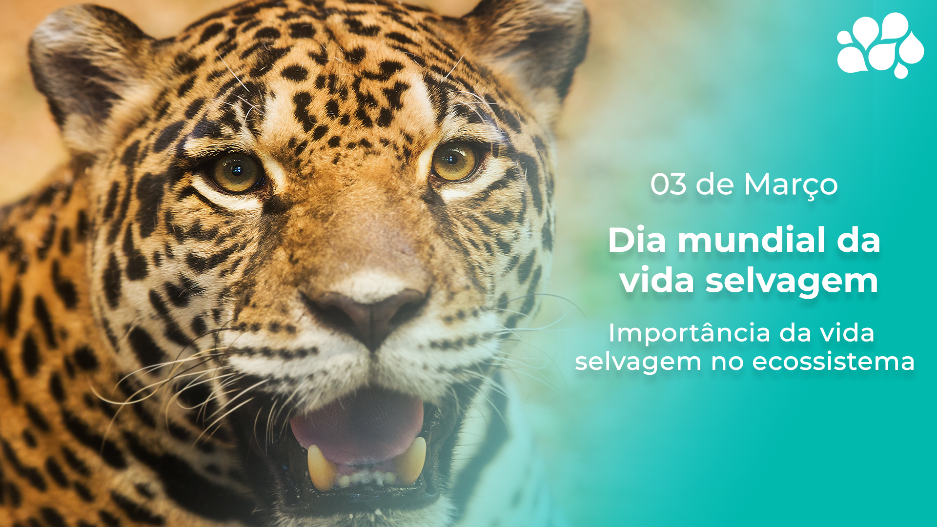 Dia Mundial da Vida Selvagem alerta para a importância de ações de proteção  ambiental – Prefeitura Municipal de Guiricema